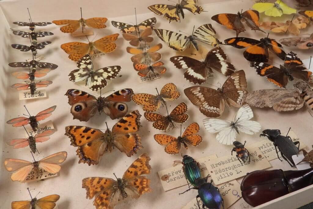Verschiedene Schmetterlinge in Sammlungskasten