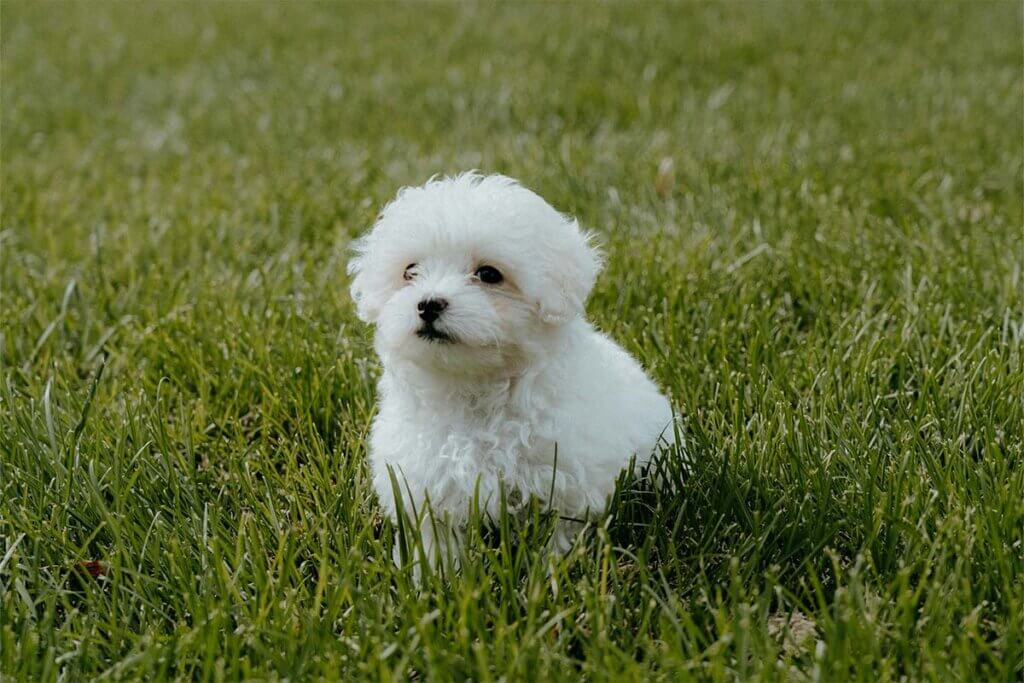Maltipoo Welpe