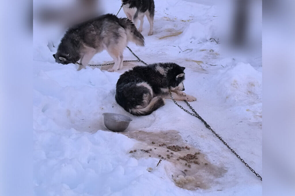 Hunde angekettet im Schnee und mit Futternäpfen