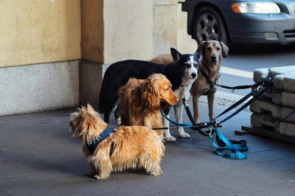 Norwich Terrier, Irish Setter, Husky und Labrador Retriever angebunden in einer Stadt auf dem Gehweg
