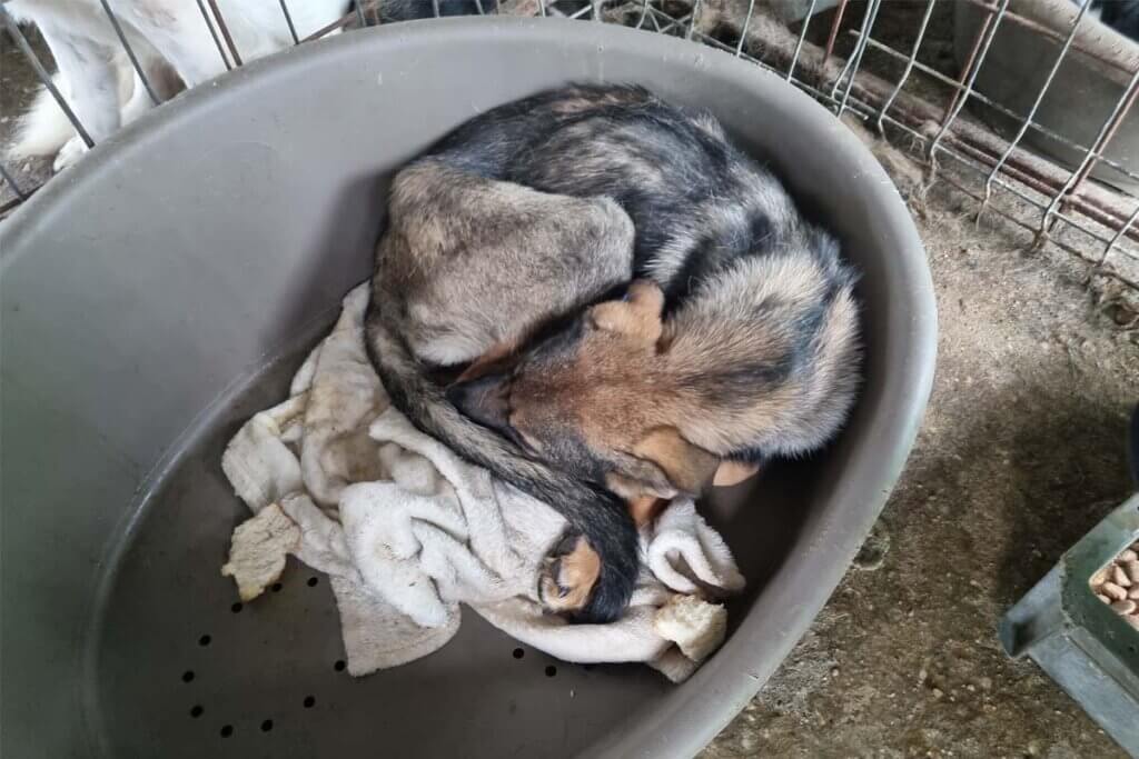 Ein stark abgemagerter Hund schläft eingekauert in einer Wanne.