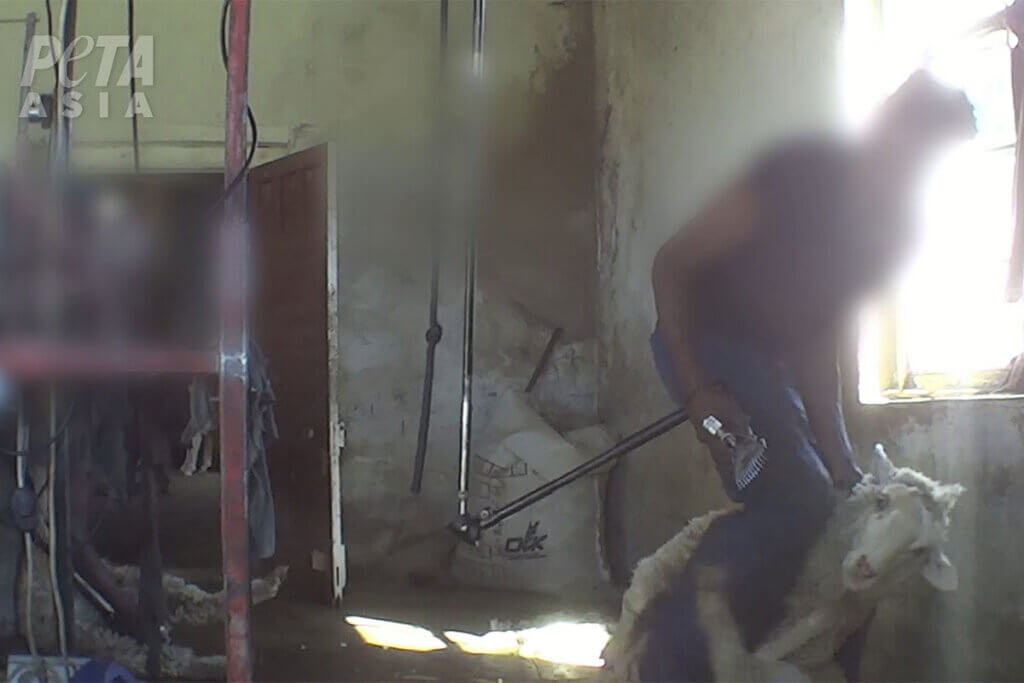 Schaf wird brutal geschoren