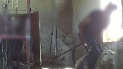 Schaf wird brutal geschoren