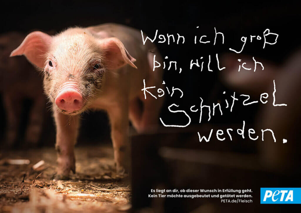 Ein Ferkel mit dem Text: "Wenn ich groß bin, will ich kein Schnitzel werden."