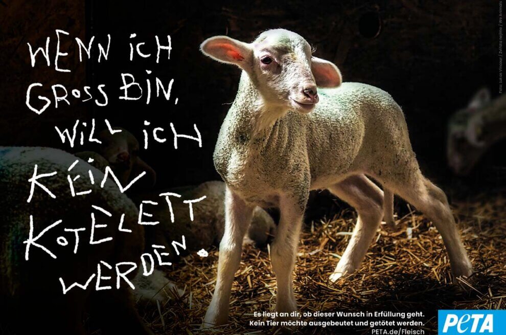 Ein Lamm mit dem Text:"Wenn ich groß bin, will ich kein Kotelett werden."