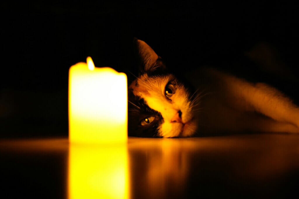 Katze liegt auf dem Boden und Gesicht wird erhellt von einer Kerze