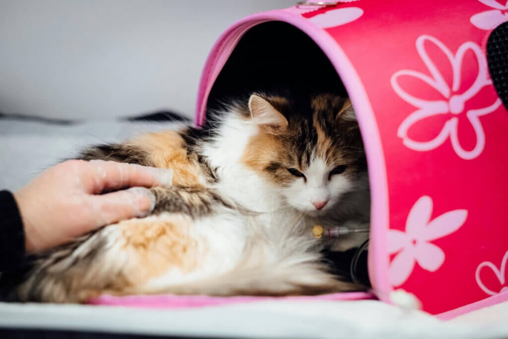 Katze bekommt Infusion und sitzt halb in Transporttasche. Hand streichelt Katze
