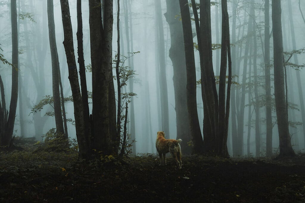 Hund steht in nebligem Wald