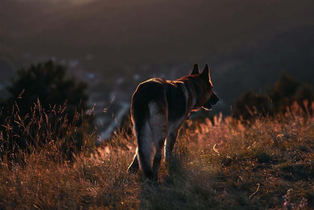 Hund