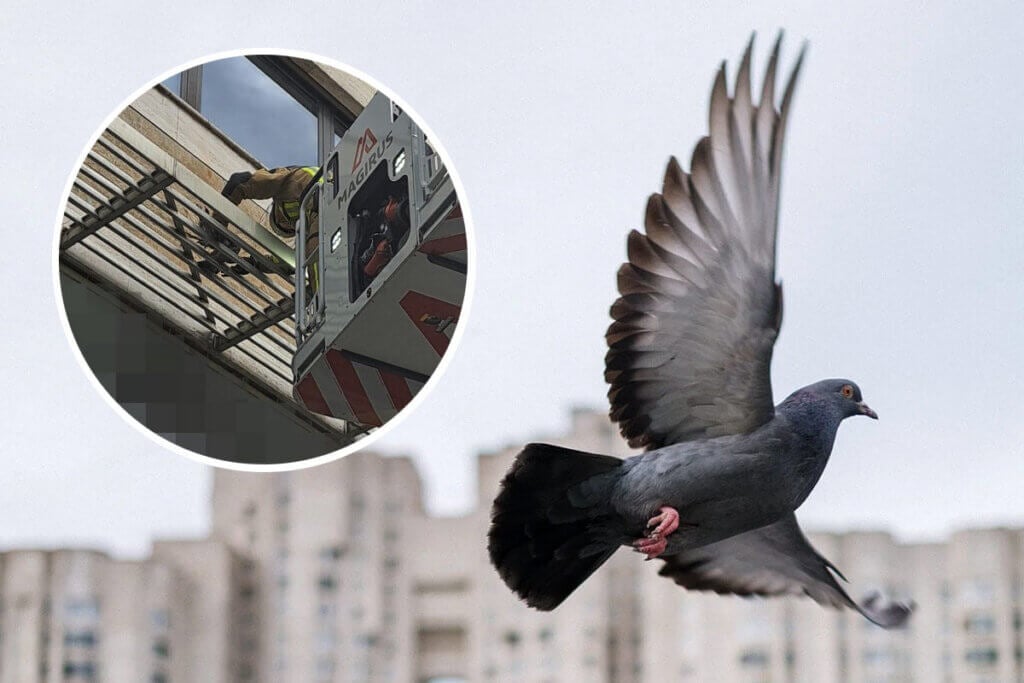 Eine tote Taube wird aus einer Taubenfalle geborgen.