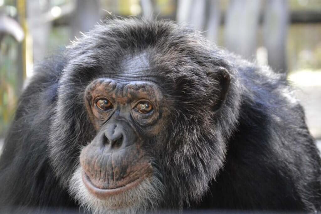 Bubbles im Center for Great Apes