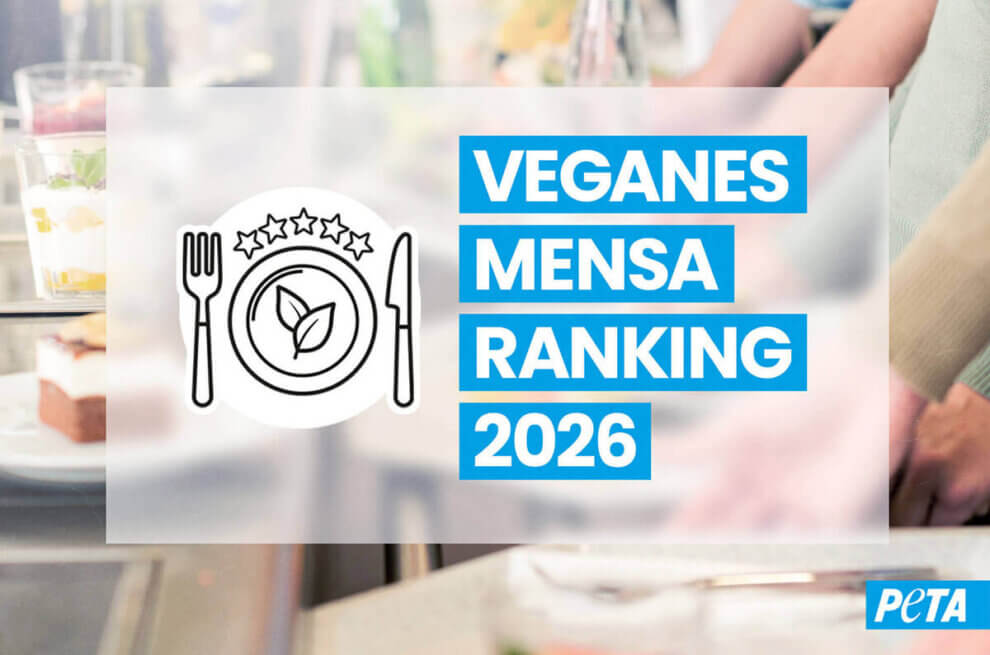 Schriftzug rechts mit dem Titel des Blogs und links ein Logo, Ein Teller mit Besteck und Essen V für vegan Form. Im Hintergrund Mensa Theke.