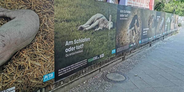 Plakate mit schlafenden Tieren und Aufschrift "Am Schlafen oder tot?"