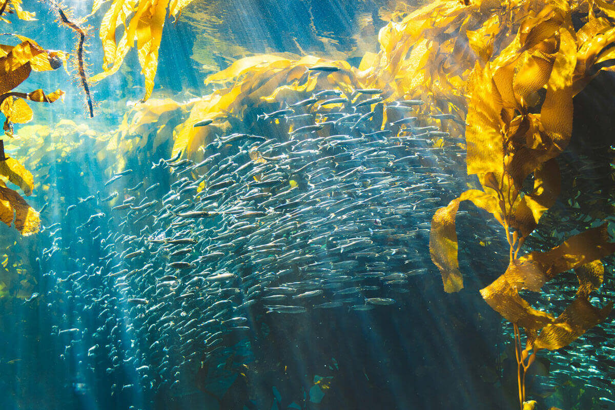 Fischschwarm schwimmt durch Algen im Sonnenschein im Wasser.