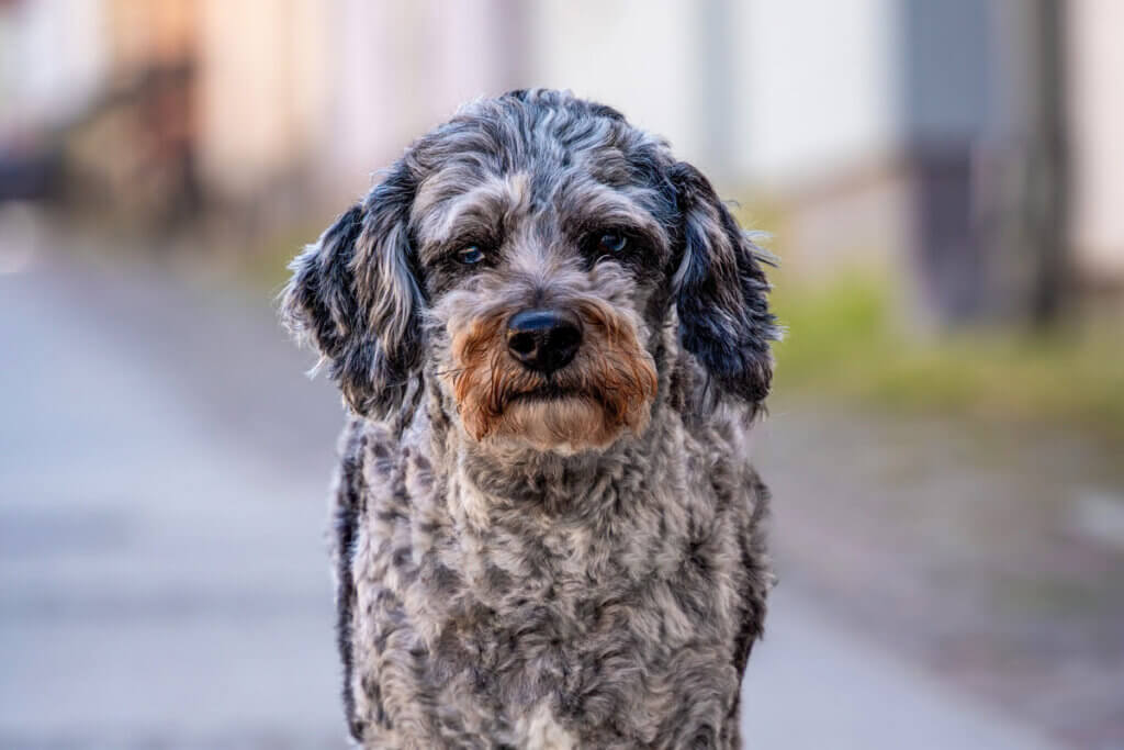 Aussiedoodle frontal