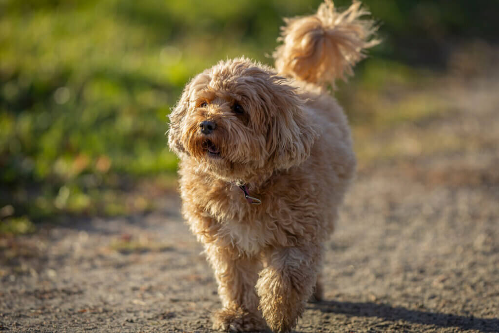 Cavapoo läuft auf Schotterweg