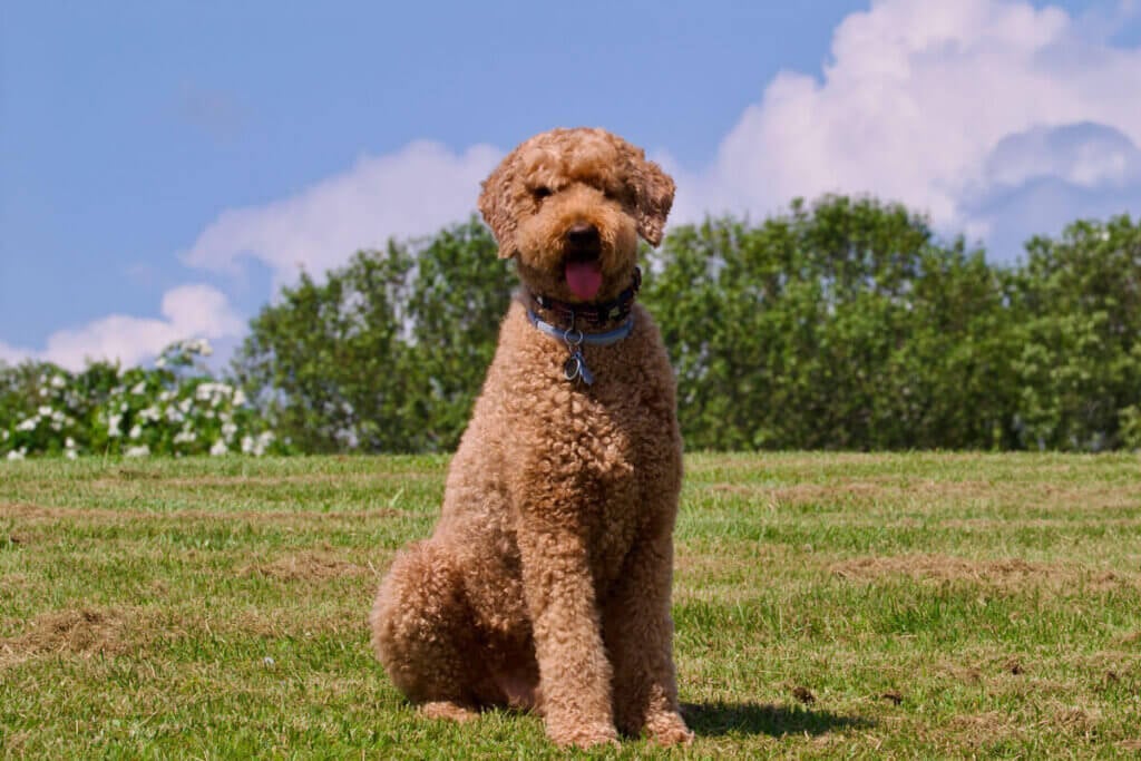 Labradoodle auf Wiese