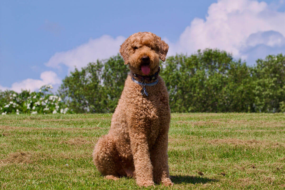 Labradoodle auf Wiese