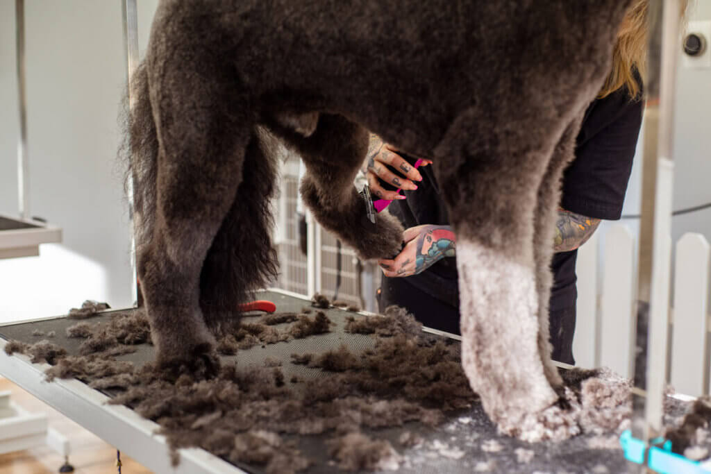Pudel beim Hundefriseur mit viel geschorenem Fell