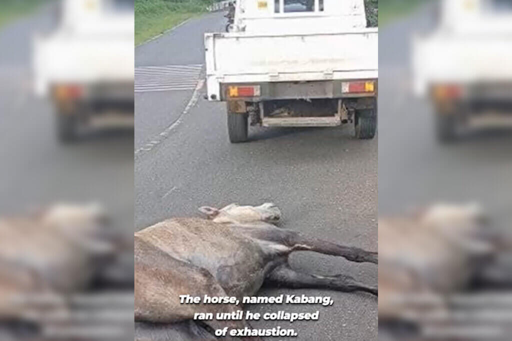 Screenshot aus PETA Asien Video. Pferd zusammengebrochen hinter Pickup Truck.