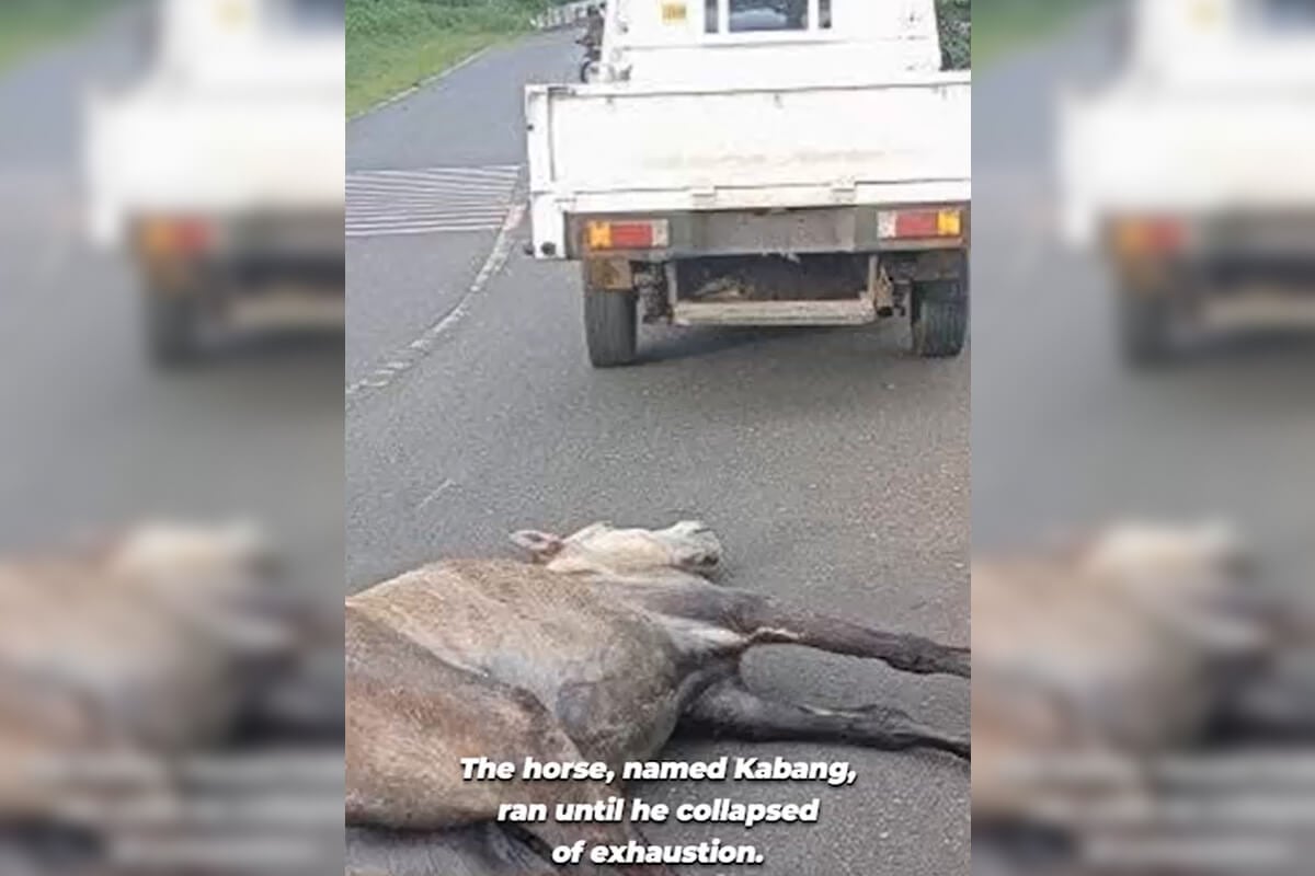 Screenshot aus PETA Asien Video. Pferd zusammengebrochen hinter Pickup Truck.