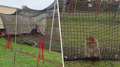 Petition gegen die katastrophale Affenhaltung im Circus Barus