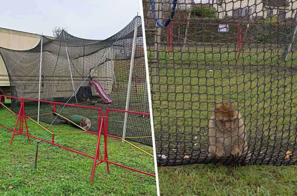 Petition gegen die katastrophale Affenhaltung im Circus Barus