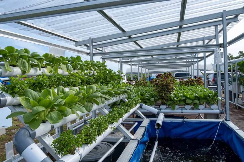 Ein Gewächshaus mit einer Aquaponik-Anlage mit einem Fischbecken und Pflanzen im Hintergrund.