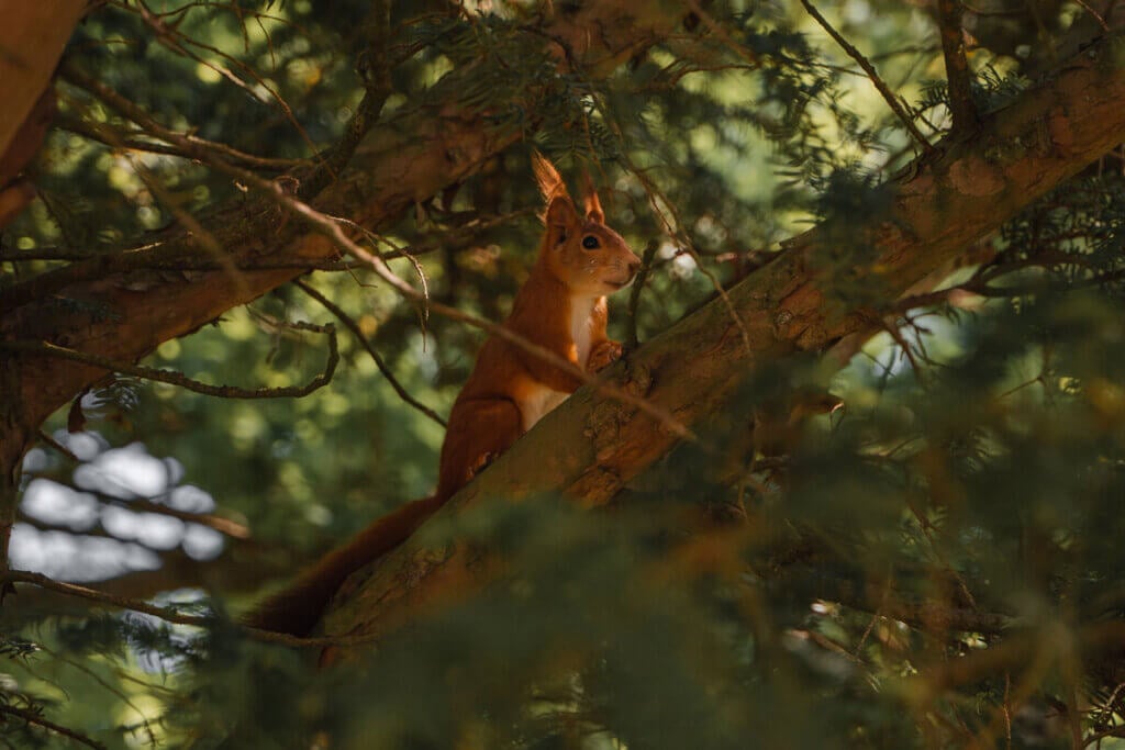 Rotes Eichhörnchen in einem dichten Nadelbaum