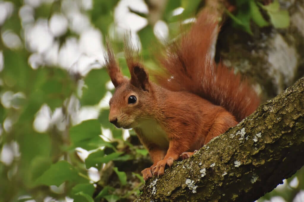 Rotes Eichhörnchen in Baum