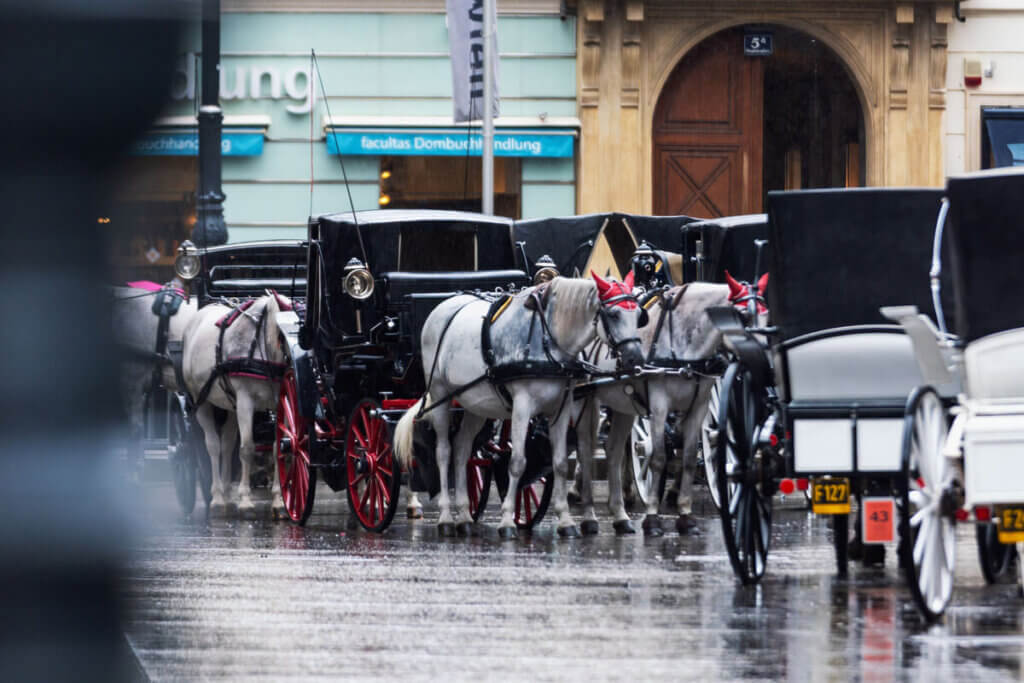 Fiakerpferde (Pferdekutschen) in Wien stehen auf nasser Straße