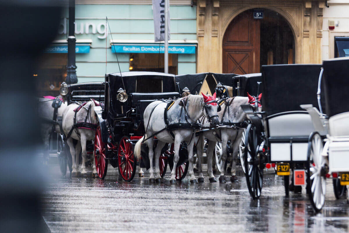 Fiakerpferde (Pferdekutschen) in Wien stehen auf nasser Straße