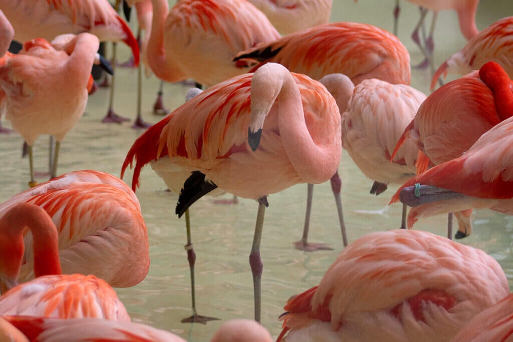 Flugunfähige Flamingos im Tierpark Hagenbeck Hamburg