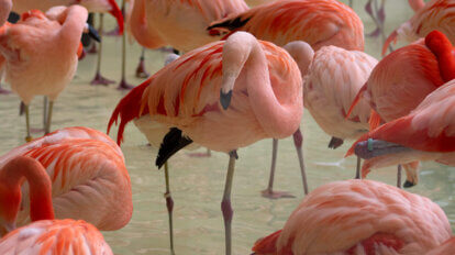 Flugunfähige Flamingos im Tierpark Hagenbeck Hamburg