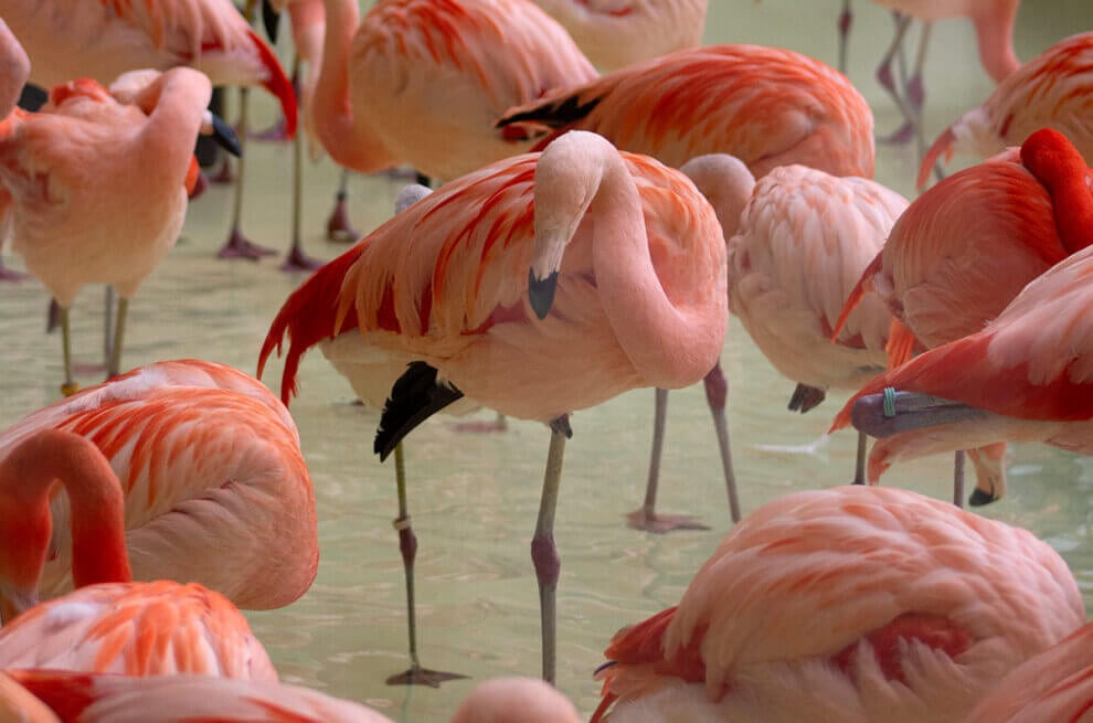 Flugunfähige Flamingos im Tierpark Hagenbeck Hamburg