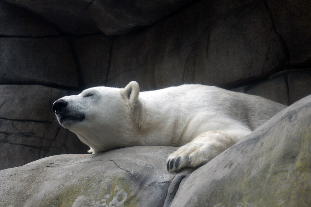 Eisbären leiden im Zoo Hagenbeck in Hamburg