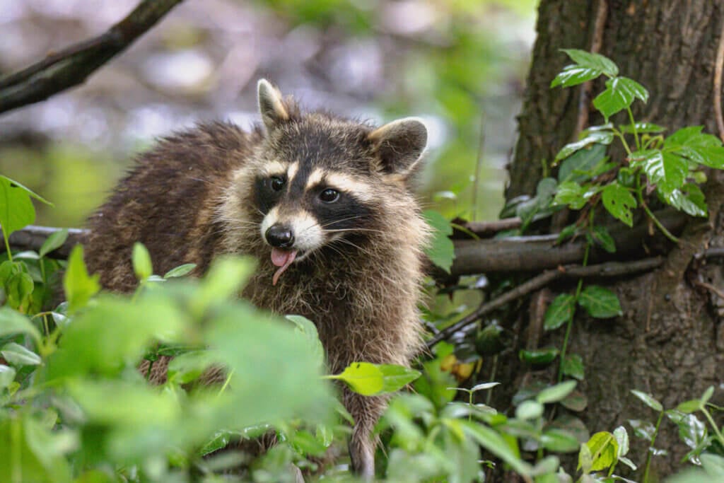 Waschbär in Waldgebiet im Gebüsch. Isst einen Wurm.