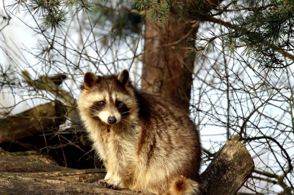 Waschbär sitzt auf Holz in Waldgebiet