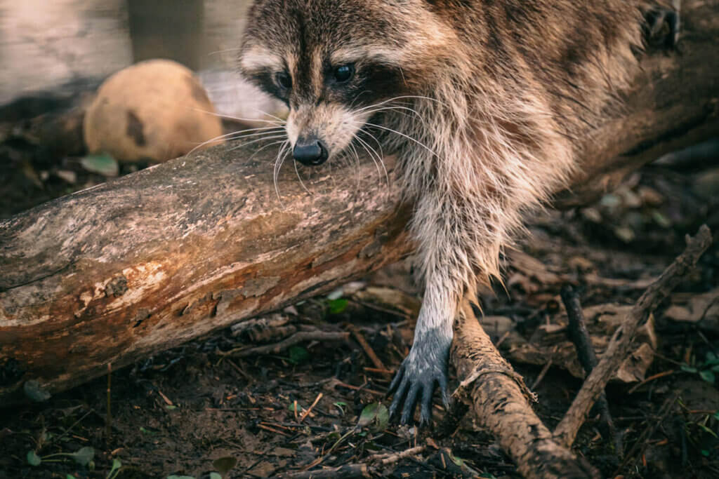 Waschbär klettert einen Baumstamm entlang. Fokus auf Pfote.