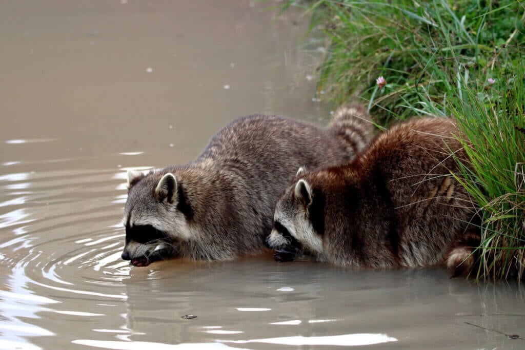 Zwei Waschbären sitzen am Ufer und sind im Wasser