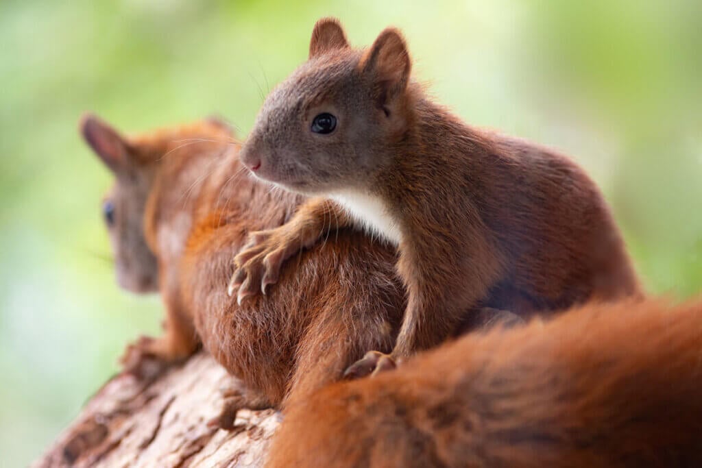 zwei rote Eichhörnchen auf einem Ast