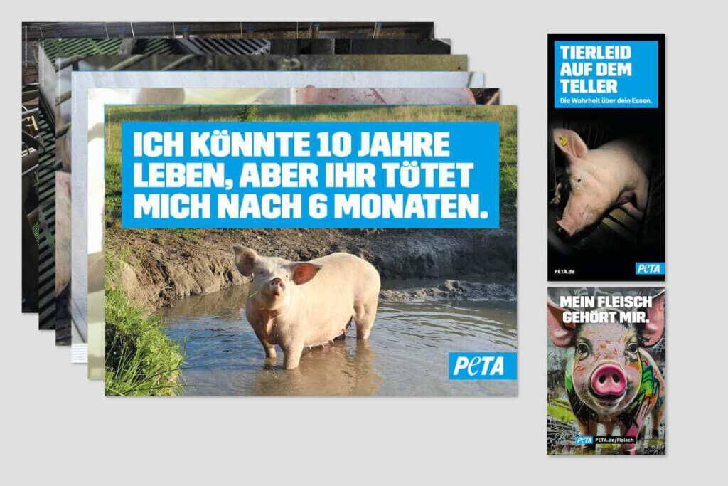 PETA DEMOPAKET mit Plakaten und Flyern zu Schweineleid