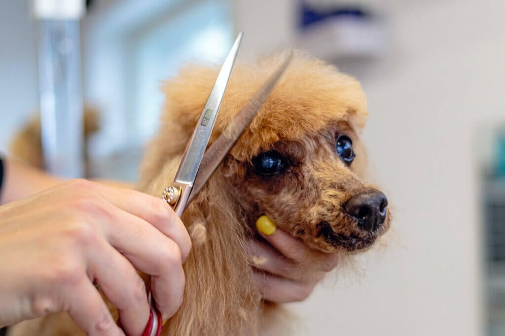 hund beim hundefriseur