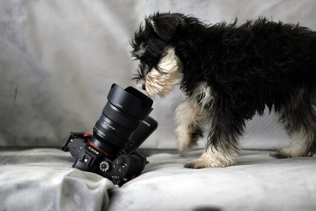 Hund schaut in die Linse einer Kamera.