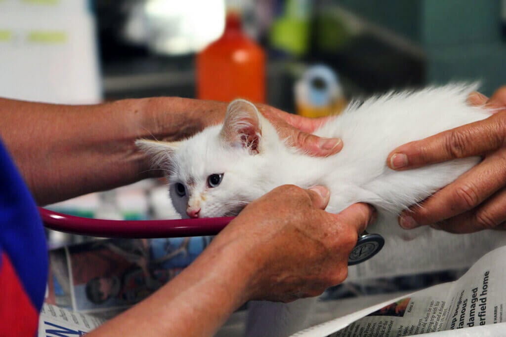 Katze wird beim Tierarzt untersucht.