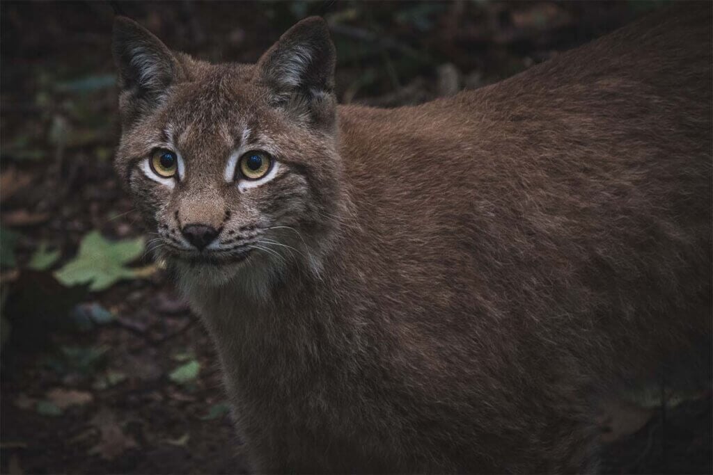 Ein Luchs im Walder, der in die Kamera schaut.