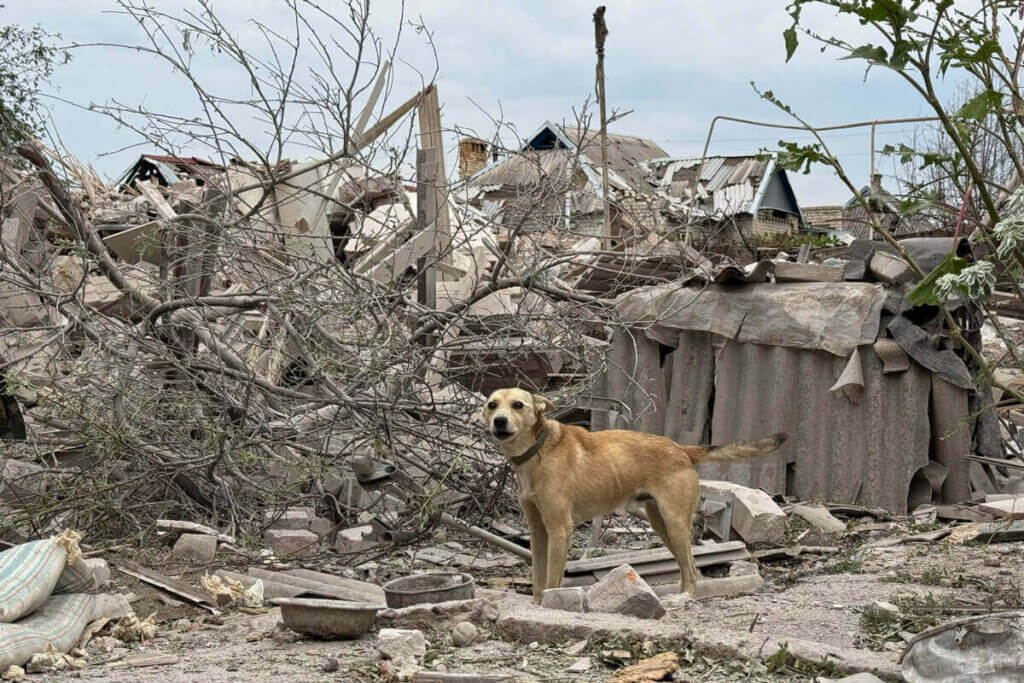 Hund steht in Trümmern in der Ukraine nahe der Kriegsfront.