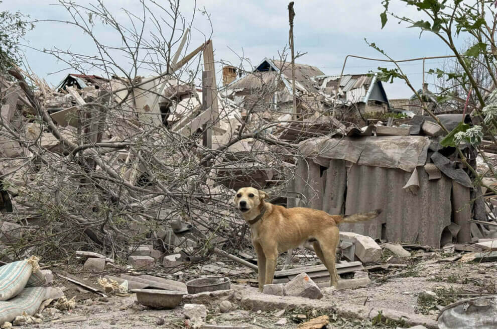 Hund steht in Trümmern in der Ukraine nahe der Kriegsfront.
