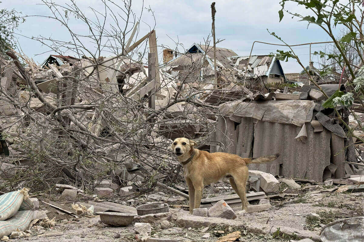 Hund steht in Trümmern in der Ukraine nahe der Kriegsfront.