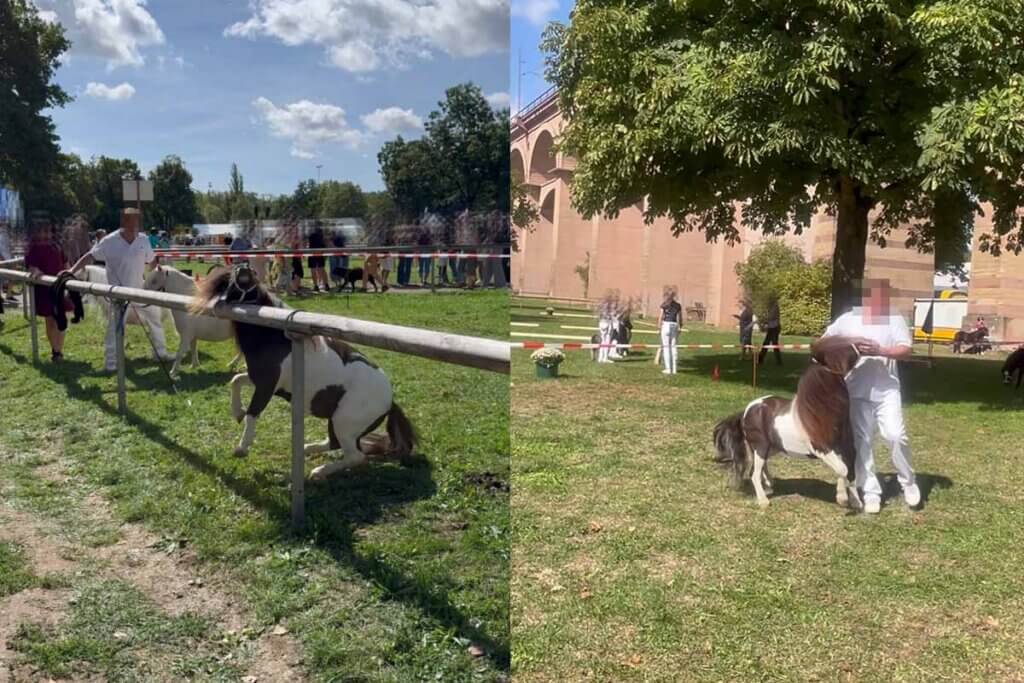 2 Bilder nebeneinander. Auf dem Linken ist das Pony mit wenig Spielraum festgebunden im Rechten wird das Pony grob im Gesicht gepackt.